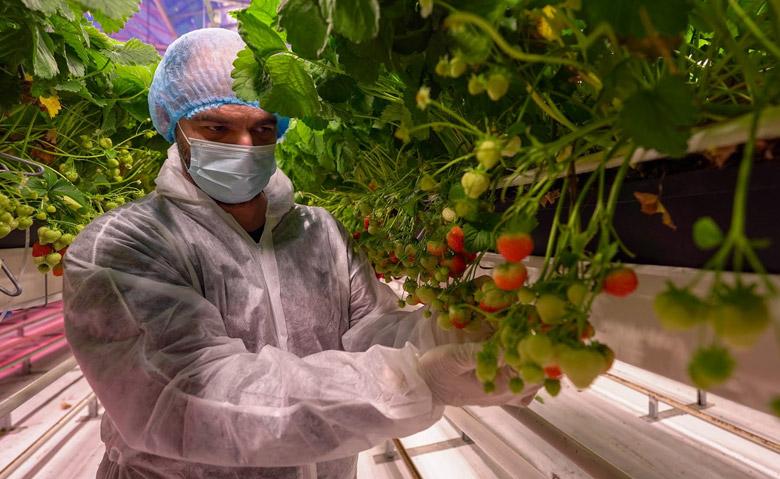 Fluence, Delphy Improvement Centre Announce Strawberry Research Trial